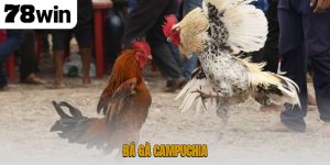Đá gà Campuchia